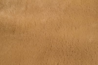 CornSilk 1